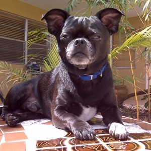 Previously House Trained Dog Has Started Peeing in House