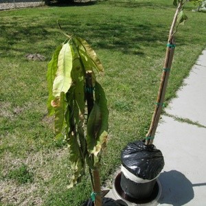 Growing a Mango Tree