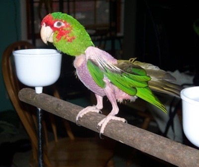 Signs Of Illness In Your Pet Bird