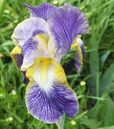 Garden: Iris