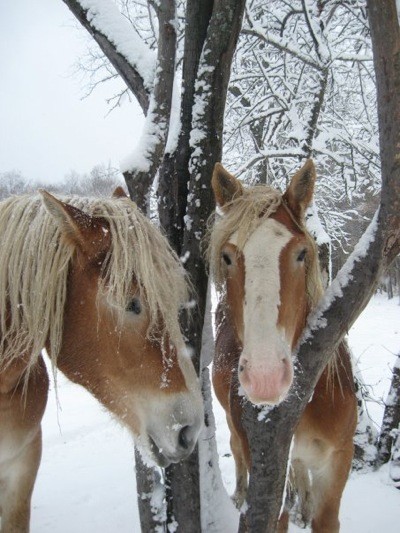 Scenery: Horses In Cattaraugus County (New York State)