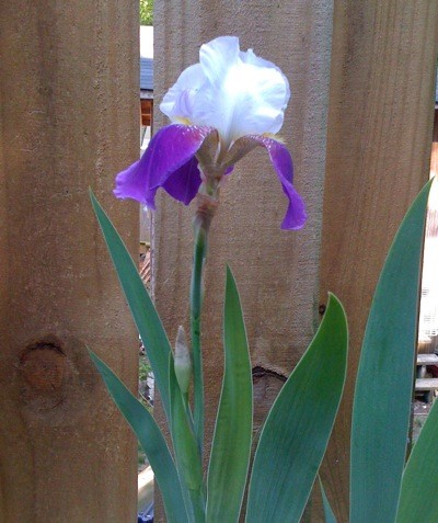 Bearded Iris (Rare Treat)