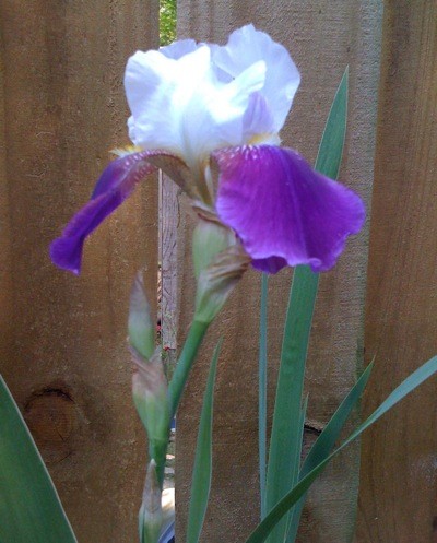 Bearded Iris (Rare Treat)