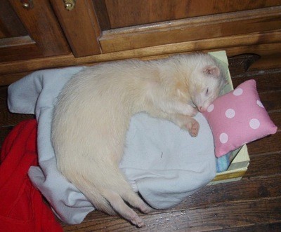 Scooter and Rascal (Ferrets)