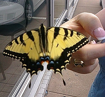 Wildlife: Swallowtail Butterfly