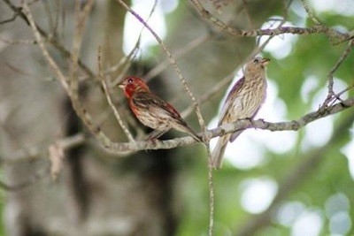 Wildlife: Cardinals