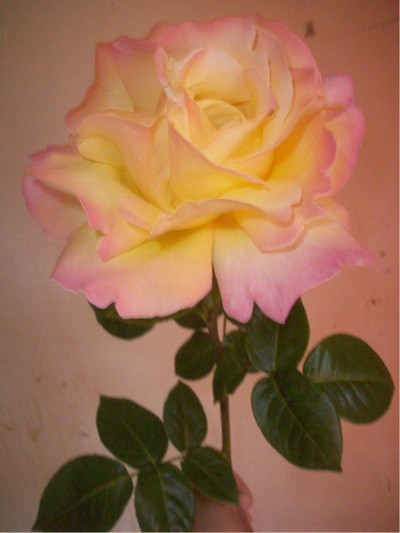 Garden: Rose