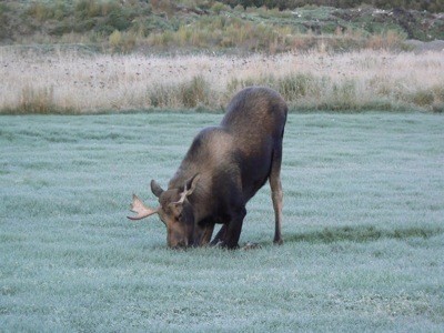 Wildlife: Moose