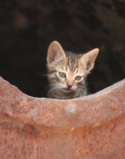 Wildlife: Kittens (Mexico)