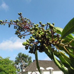 Growing a Mango Tree