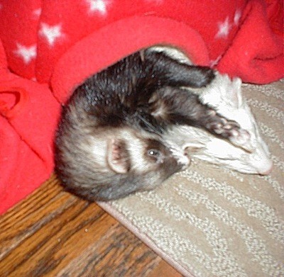 Scooter and Rascal (Ferrets)