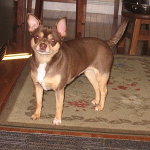 Full Breed Chihuahua