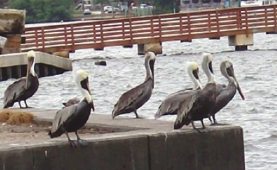 Wildlife: Pelicans (Jensen Beach Causeway, FL)<br class=