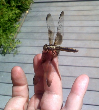 Wildlife: Dragonflies