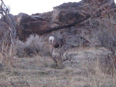 Wildlife: Deer (Dry Canyon, Utah)