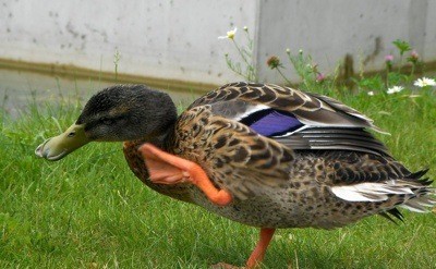 Wildlife: Duck (Admond, Austria)