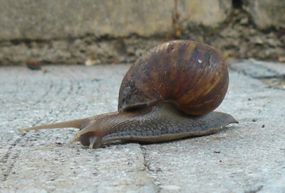 Wildlife: Snail
