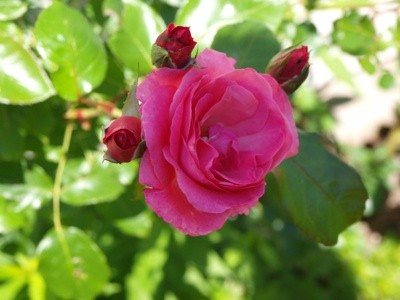 Garden: Pink Rose