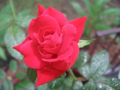 Garden: Raindrops On Roses