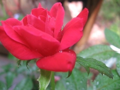Garden: Raindrops On Roses