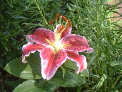 Garden: Stargazer Lily