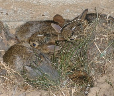 Wildlife: Baby Bunnies