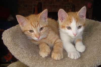 Sonny and Quincy (Kittens)