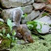 Keeping Ponds Safe for Fish and Wildlife