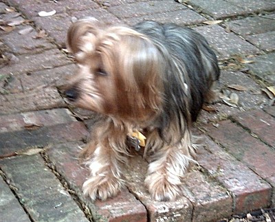 Sasha (Yorkshire Terrier)