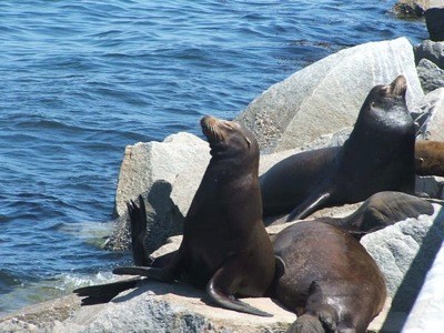 Wildlife: Sea Lions (Monterey, CA)