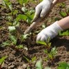 Don't Mistake Your Seedlings for 