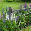 How to Grow Wild Lupine