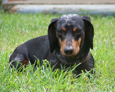 Triple Dapple Dachshund