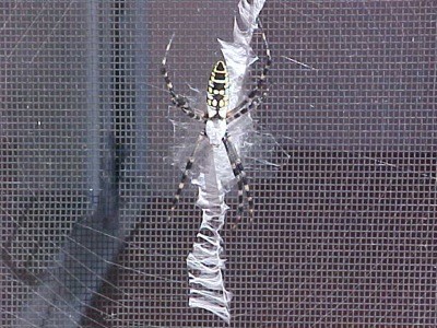 Wildlife: Yellow Garden Spider