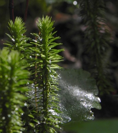 Scenery: Tiny Forest (Panthertown Valley, Western NC)