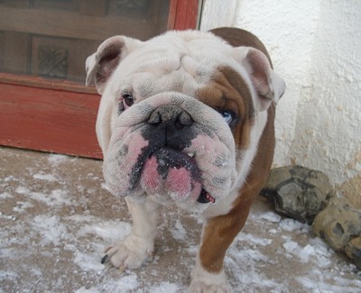 Gus (Bulldog)