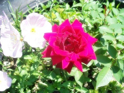 Garden: Rose