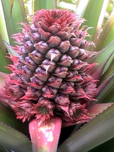Garden: Pineapple