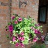 How To Make Watering Hanging Baskets Less of a Chore