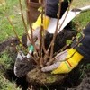 Planting Container-Grown Shrubs