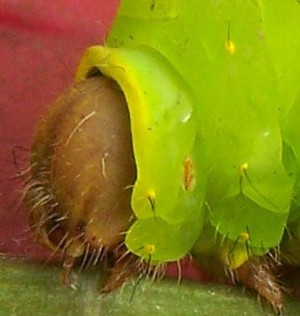 Wildlife: Luna Moth Caterpillar