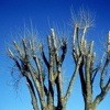 Removing Tree Suckers And Water Sprouts