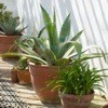 Tips For Growing Cacti, Yuccas, and Agaves Outdoors