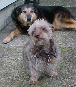 Photo of Hershey and Sugar the neighbor dog