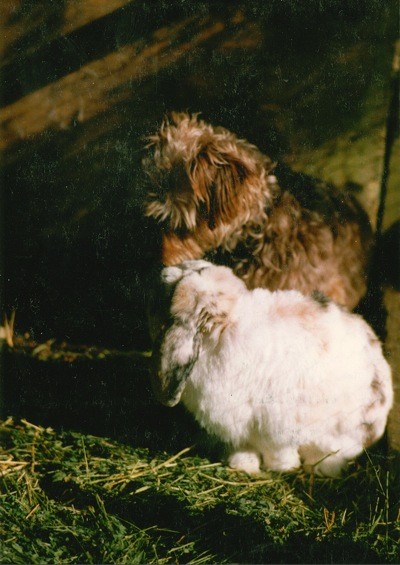 Photo of Hershey and Mocha the Bunny