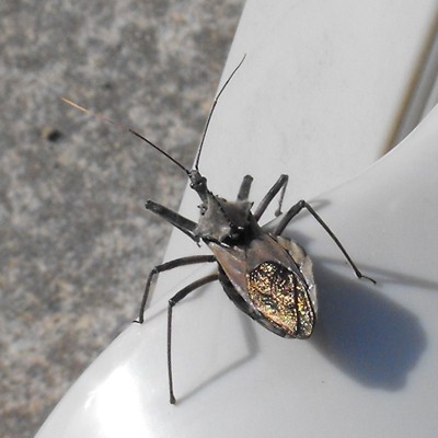 Wildlife: Squash Bug 