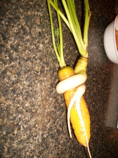 Garden: Unusual Carrots
