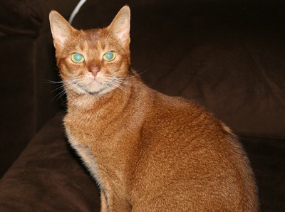 Penny (Abyssinian)