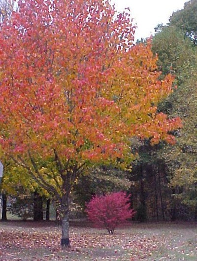 Scenery: Fall Leaves