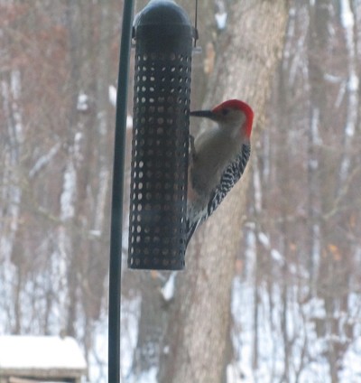 Wildlife: Woodpecker